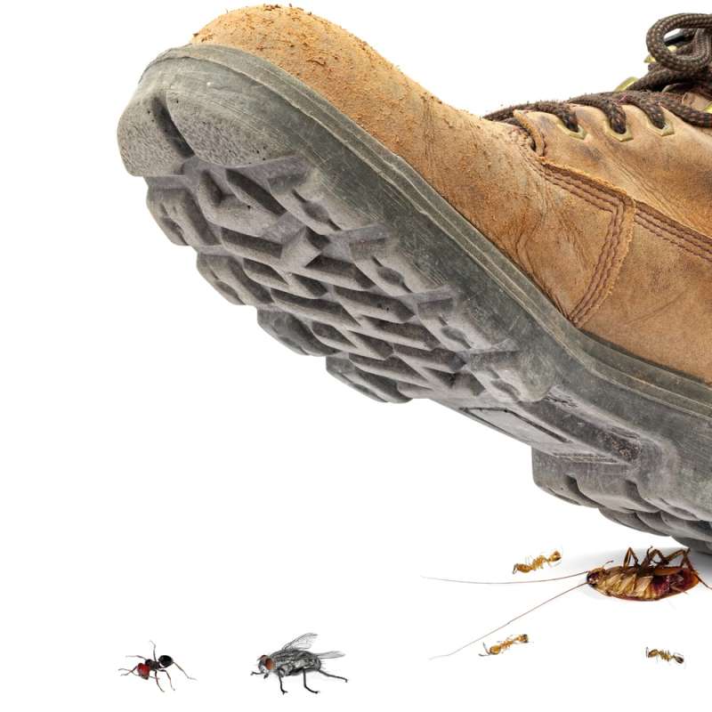 Snake Removal