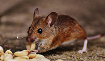 24 Hour & Emergency Exterminators in Sherborn, MA